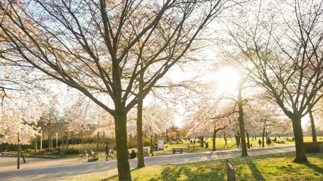 Living and loving the&nbsp;Netherlands